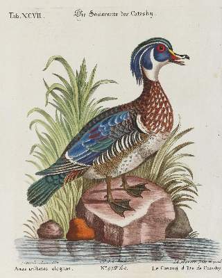 Bild Nr.1: 135-2887 Ente.: (Varia, Zoologie, Vögel)