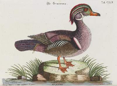 Bild Nr.1: 135-2888 Ente.: (Varia, Zoologie, Vögel)