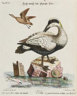 Bild Nr.1: 135-2889 Ente.: (Varia, Zoologie, Vögel)