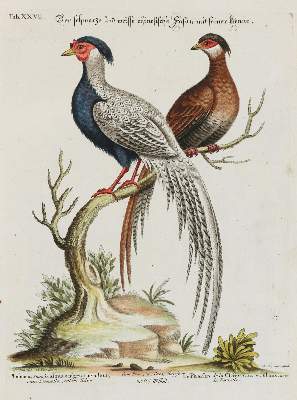 Bild Nr.1: 135-2893 Fasan.: (Varia, Zoologie, Vögel)