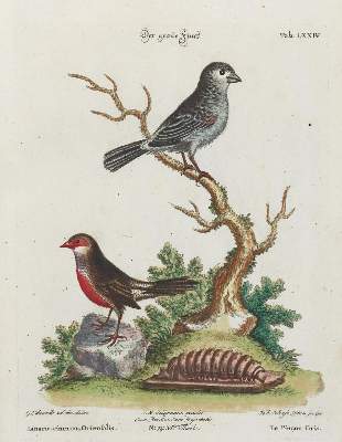 Bild Nr.1: 135-2895 Fink.: (Varia, Zoologie, Vögel)