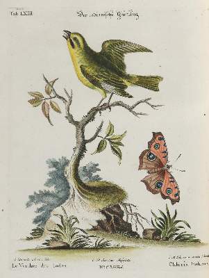 Bild Nr.1: 135-2896 Fink.: (Varia, Zoologie, Vögel)