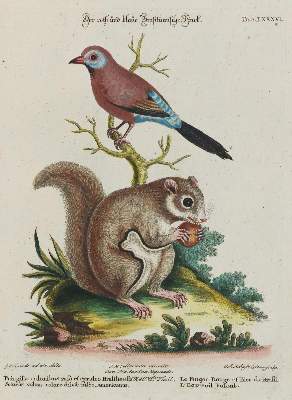 Bild Nr.1: 135-2897 Fink.: (Varia, Zoologie, Vögel)