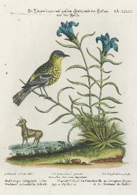 Bild Nr.1: 135-2899 Fliegenfänger.: (Varia, Zoologie, Vögel)