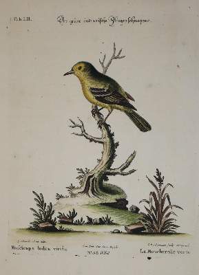 Bild Nr.1: 135-2902 Fliegenschnäpper.: (Varia, Zoologie, Vögel)