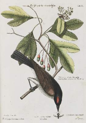 Bild Nr.1: 135-2903 Fliegenstecher.: (Varia, Zoologie, Vögel)