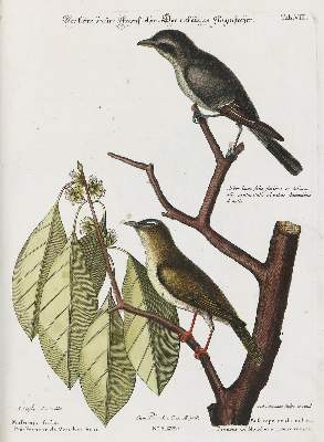 Bild Nr.1: 135-2905 Fliegenstecher.: (Varia, Zoologie, Vögel)