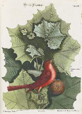 Bild Nr.1: 135-2906 Fliegenstecher.: (Varia, Zoologie, Vögel)