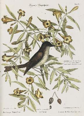 Bild Nr.1: 135-2907 Fliegenstecher.: (Varia, Zoologie, Vögel)