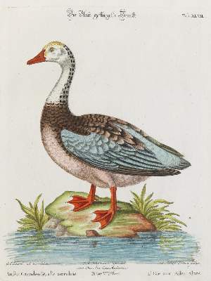 Bild Nr.1: 135-2908 Gans.: (Varia, Zoologie, Vögel)