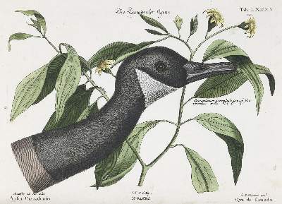 Bild Nr.1: 135-2909 Gans.: (Varia, Zoologie, Vögel)