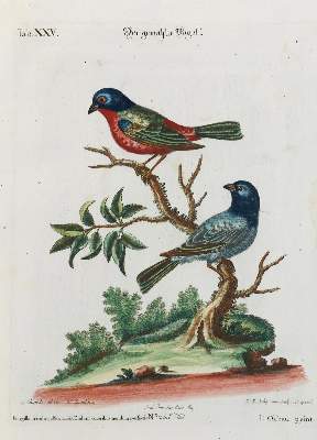 Bild Nr.1: 135-2912 Gemahlter Vogel.: (Varia, Zoologie, Vögel)