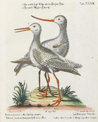 Bild Nr.1: 135-2914 Haselhuhn: (Varia, Zoologie, Vögel)