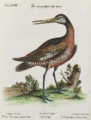 Bild Nr.1: 135-2916 Haselhuhn.: (Varia, Zoologie, Vögel)