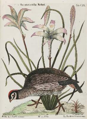 Bild Nr.1: 135-2918 Huhn.: (Varia, Zoologie, Vögel)