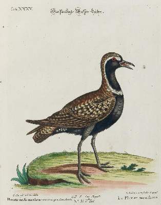 Bild Nr.1: 135-2919 Huhn.: (Varia, Zoologie, Vögel)