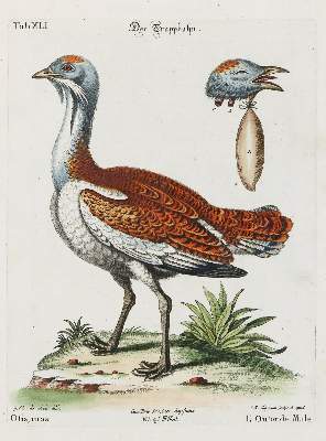 Bild Nr.1: 135-2923 Huhn.: (Varia, Zoologie, Vögel)