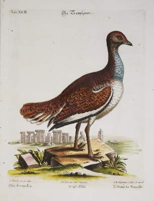 Bild Nr.1: 135-2924 Huhn.: (Varia, Zoologie, Vögel)