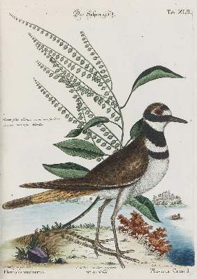 Bild Nr.1: 135-2925 Kibitz.: (Varia, Zoologie, Vögel)