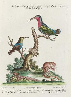 Bild Nr.1: 135-2926 Kolibri.: (Varia, Zoologie, Vögel)