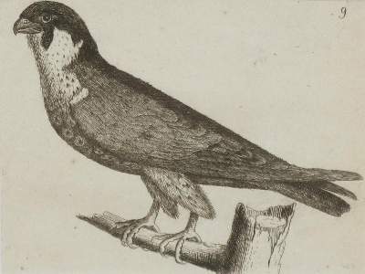 Bild Nr.1: 135-2928 Konvolut: (Varia, Zoologie, Vögel)