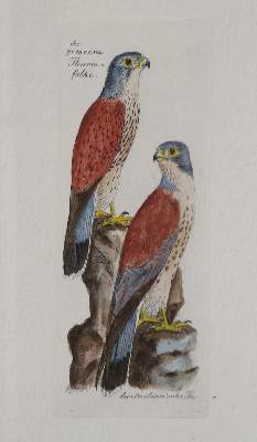 Bild Nr.2: 135-2928 Konvolut: (Varia, Zoologie, Vögel)