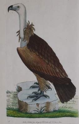 Bild Nr.4: 135-2928 Konvolut: (Varia, Zoologie, Vögel)