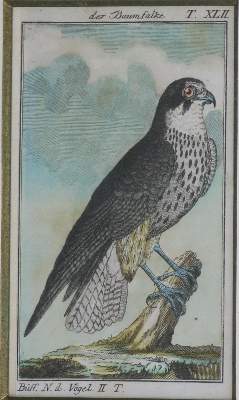 Bild Nr.5: 135-2928 Konvolut: (Varia, Zoologie, Vögel)