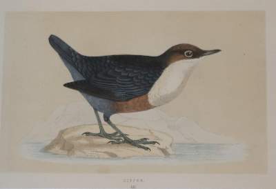 Bild Nr.6: 135-2928 Konvolut: (Varia, Zoologie, Vögel)