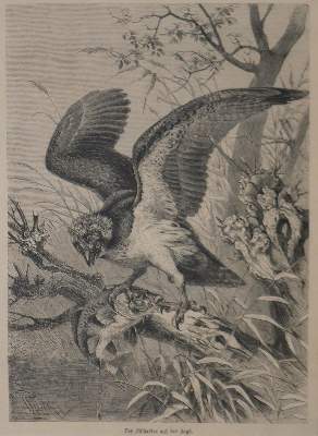 Bild Nr.9: 135-2928 Konvolut: (Varia, Zoologie, Vögel)