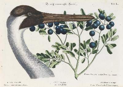 Bild Nr.1: 135-2933 Kranich.: (Varia, Zoologie, Vögel)