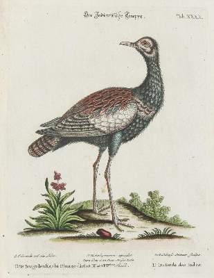 Bild Nr.1: 135-2934 Kranichvogel.: (Varia, Zoologie, Vögel)