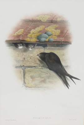 Bild Nr.1: 135-2940 Mauersegler.: (Varia, Zoologie, Vögel)