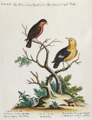 Bild Nr.1: 135-2941 Meise.: (Varia, Zoologie, Vögel)