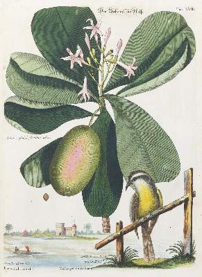 Bild Nr.1: 135-2942 Meise.: (Varia, Zoologie, Vögel)