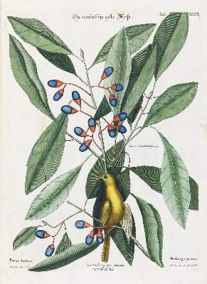 Bild Nr.1: 135-2943 Meise.: (Varia, Zoologie, Vögel)