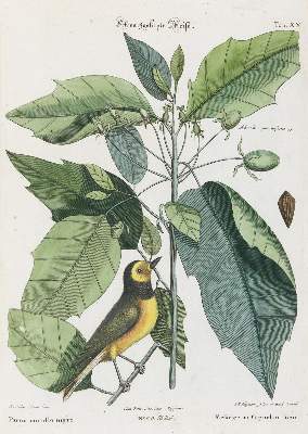 Bild Nr.1: 135-2948 Meise.: (Varia, Zoologie, Vögel)