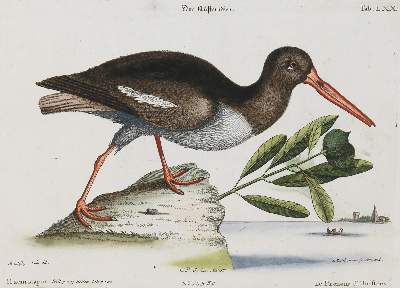 Bild Nr.1: 135-2951 Möwen: (Varia, Zoologie, Vögel)