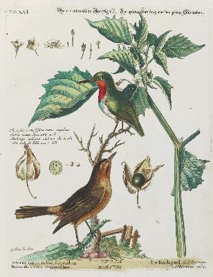 Bild Nr.1: 135-2952 Nachtigall.: (Varia, Zoologie, Vögel)