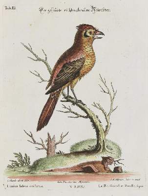 Bild Nr.1: 135-2954 Neuntöter.: (Varia, Zoologie, Vögel)