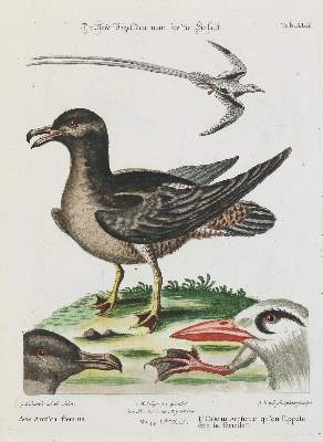 Bild Nr.1: 135-2955 Nordvogel.: (Varia, Zoologie, Vögel)