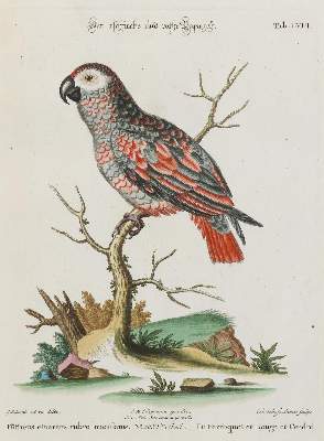 Bild Nr.1: 135-2957 Papagei.: (Varia, Zoologie, Vögel)