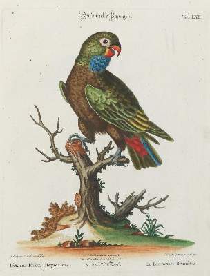 Bild Nr.1: 135-2958 Papagei.: (Varia, Zoologie, Vögel)