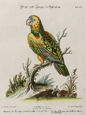 Bild Nr.1: 135-2959 Papagei.: (Varia, Zoologie, Vögel)