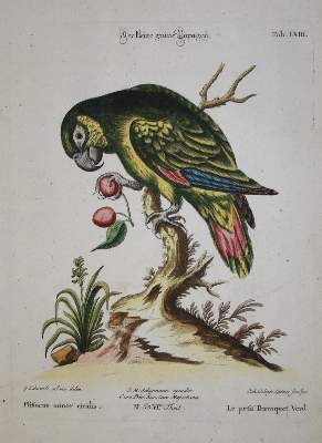 Bild Nr.1: 135-2960 Papagei.: (Varia, Zoologie, Vögel)