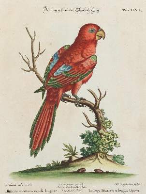 Bild Nr.1: 135-2962 Papagei.: (Varia, Zoologie, Vögel)