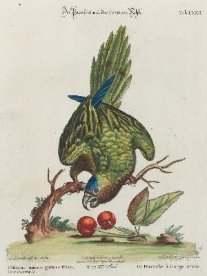 Bild Nr.1: 135-2963 Papagei.: (Varia, Zoologie, Vögel)