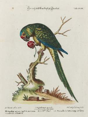 Bild Nr.1: 135-2964 Papagei.: (Varia, Zoologie, Vögel)