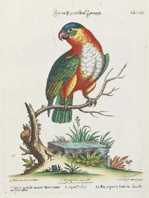 Bild Nr.1: 135-2965 Papagei.: (Varia, Zoologie, Vögel)