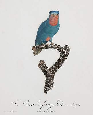 Bild Nr.1: 135-2967 Papageien.: (Varia, Zoologie, Vögel)